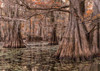 On the Bayou I Poster Print - Danny Head # VARPDX217166