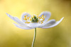 Wood Anemone Poster Print - Mandy Disher # VARPDX1310775