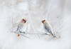 Bohemian Waxwings Poster Print - Jim Cumming # VARPDX2020479
