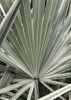 Organic Palm I Poster Print - Andy Amos # VARPDX14022K