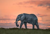 Elephant At Dusk Poster Print - Xavier Ortega # VARPDX1794436