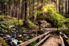 Nature Trails Poster Print - Andy Amos # VARPDX14023HH