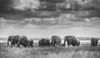 Elephant Family Poster Print - Vedran Vidak # VARPDX1560774