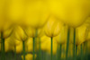 Yellow One Color Poster Print - Takashi Suzuki # VARPDX1360676