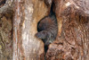 Baby Porcupine In Tree Poster Print - Jim Cumming # VARPDX1398307
