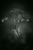 Withered Hydrangea_009 Poster Print - Takashi Suzuki # VARPDX2018671