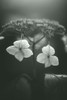 Withered Hydrangea_006 Poster Print - Takashi Suzuki # VARPDX2018668