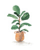 Potted Fiddle Fig Tree II Poster Print - Lanie Loreth # VARPDX15531F