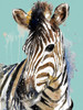 Zebra On Teal Poster Print - Patricia Pinto # VARPDX11991AB