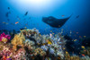 Manta Reef On The Reef Poster Print - Barathieu Gabriel # VARPDX1840436