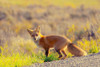 Curious Fox Poster Print - Kathy Mansfield # VARPDX13899J