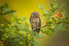 Eurasian Scops Owl Poster Print - Milan Zygmunt # VARPDX1536020