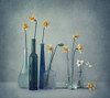 Daffodils Poster Print - Dimitar Lazarov # VARPDX1112225
