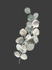 Eucalyptus Branch On Charcoal I Poster Print - Lanie Loreth # VARPDX13864NG
