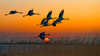 Red-Crowned Cranes Poster Print - Hua Zhu # VARPDX1184517
