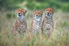 Cheetah Cubs Poster Print - Xavier Ortega # VARPDX1837765