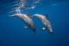 Two Bottlenose Dolphins Poster Print - Barathieu Gabriel # VARPDX1217469