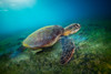 Green Turtle Poster Print - Barathieu Gabriel # VARPDX1637979