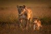Mom Lioness With Cub Poster Print - Xavier Ortega # VARPDX1722593