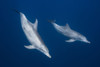 Bottlenose Dolphins Poster Print - Barathieu Gabriel # VARPDX1211730