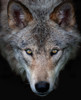 All The Better To See You - Timber Wolf Poster Print - Jim Cumming # VARPDX1457827