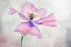 Pastel Poppy Poster Print - Mandy Disher # VARPDX1167214