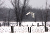 A snowy Snowy Owl by Cumming - Item # VARPDXXI900A
