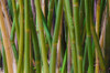 Florida-Bamboo Grove Trunks by Anna Miller - Item # VARPDXUS10AMI0390
