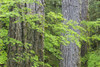 WA, Olympic NP Vine maple and Douglas fir trees by Don Paulson - Item # VARPDXUS48BJY0049