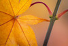 Washington, Seabeck Maple leaf in autumn color by Don Paulson - Item # VARPDXUS48BJY0036