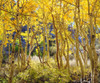 California, Sierra Nevada, Fall colors of Aspens by Christopher Talbot Frank - Item # VARPDXUS05BJA1205