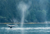 Alaskan Whale Poster Print - Richard Silver