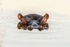 African Hippo Poster Print - Richard Silver - Item # VARPDX86125