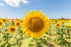 Sunflowers I Poster Print - Richard Silver - Item # VARPDX86143