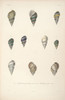 Vintage Seashells Poster Print - Unknown - Item # VARPDXQVT1111