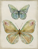 Botanical Butterflies II Poster Print - Carol Robinson - Item # VARPDX49840