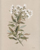 White Floral Stem I Poster Print - Carol Robinson