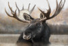 Moose Spa Poster Print - Danita Delimont