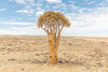 Single Namibia Tree Poster Print - Richard Silver