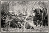 Cape Buffaloes Poster Print - Richard Silver - Item # VARPDX86165