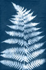 Cyanotype Fern Leaf III Poster Print - Jason Johnson - Item # VARPDX210167FN