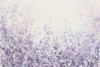 Soft Focus II Poster Print - Tim OToole - Item # VARPDX120518Z