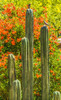 Tucson Botanical Gardens-Tucson-Arizona. Poster Print - William Perry (15 x 24)