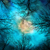 evening Poster Print - Tina Lavoie (24 x 24)