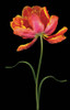 Tulip Fantasy I Poster Print - joSon (23 x 36)
