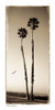 Palmae Palm I Poster Print - joSon (12 x 24)