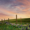 Wildflowers Along the Fence Poster Print - Don Schwartz (12 x 12)