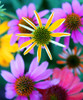 Colorful Bouquet II Poster Print - Tammy Putman (12 x 14)