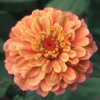 Petals Poster Print - Judy Stalus # VARPDX82243