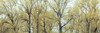 Trees in forest full frame Poster Print - Assaf Frank (36 x 12)